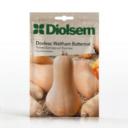 Семена Кабачка (тыква) баттернат (20гр)